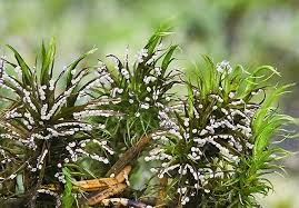 Attēlu rezultāti vaicājumam “Badhamia dubia spores”