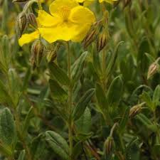 Attēlu rezultāti vaicājumam “Helianthemum nummularium leaf”