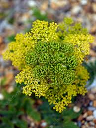 Attēlu rezultāti vaicājumam “Pastinaca sativa”