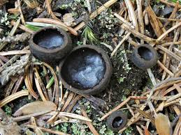 Attēlu rezultāti vaicājumam “Pseudoplectania nigrella”