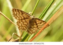 Attēlu rezultāti vaicājumam “Scopula immorata”