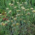 Attēlu rezultāti vaicājumam “Carlina biebersteinii flower”