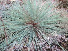 Attēlu rezultāti vaicājumam “Corynephorus canescens fruit”