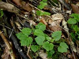 Attēlu rezultāti vaicājumam “Circaea alpina leaf”