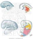 Ectoderm, Endoderm, and Mesoderm - Netter Medical Illustrations