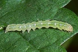 Attēlu rezultāti vaicājumam “Hypena rostralis”