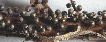 Attēlu rezultāti vaicājumam “Lamproderma echinosporum stalked”