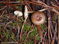 Image result for Melanoleuca rasilis var. pseudoluscina