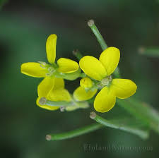 Attēlu rezultāti vaicājumam “Erysimum hieracifolium”