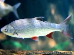 Image result for Leuciscus idus