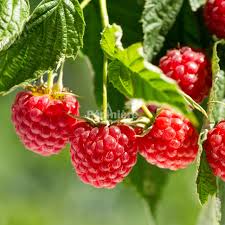 Attēlu rezultāti vaicājumam “Rubus idaeus”