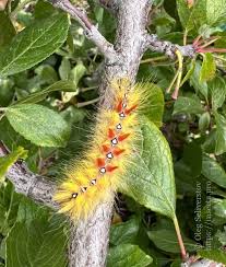 Attēlu rezultāti vaicājumam “Acronicta aceris larva”