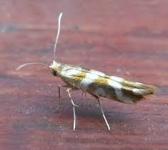 Attēlu rezultāti vaicājumam “Argyresthia goedartella”