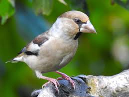 Attēlu rezultāti vaicājumam “Coccothraustes coccothraustes”