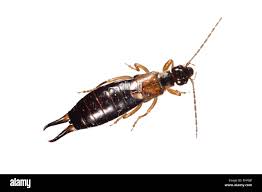 Attēlu rezultāti vaicājumam “Forficula auricularia female”