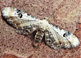 Attēlu rezultāti vaicājumam “Eupithecia centaureata”