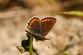 Attēlu rezultāti vaicājumam “Polyommatus icarus female”
