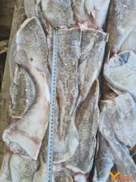 Image result for Gadus morhua