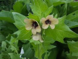 Image result for bilsenkraut