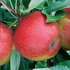 Attēlu rezultāti vaicājumam “Malus domestica fruit”