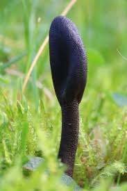 Attēlu rezultāti vaicājumam “Geoglossum sp.”