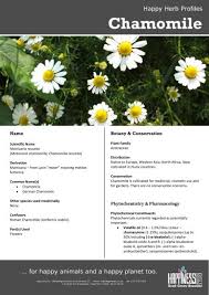 Image result for Matricaria recutita (chamomilla)