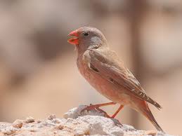 Image result for Bucanetes githagineus