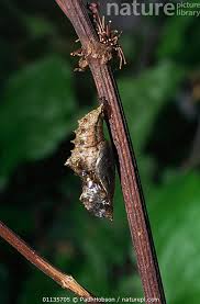 Attēlu rezultāti vaicājumam “Argynnis paphia pupa”