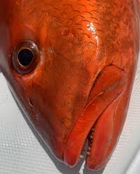 Image result for Lutjanus colorado