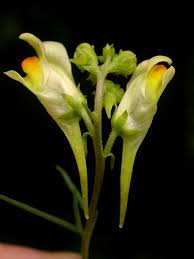 Attēlu rezultāti vaicājumam “Linaria vulgaris bud”