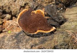 Attēlu rezultāti vaicājumam “Gloeophyllum trabeum”