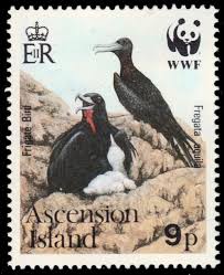 Image result for Fregata aquila