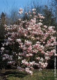 Attēlu rezultāti vaicājumam “Magnolia x soulangeana”