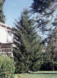 Attēlu rezultāti vaicājumam “Picea orientalis”