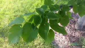 Attēlu rezultāti vaicājumam “Tilia”