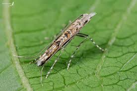 Attēlu rezultāti vaicājumam “Gracillariidae”