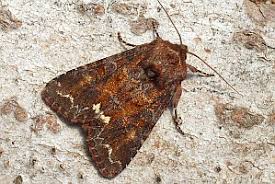 Attēlu rezultāti vaicājumam “Ceramica pisi”