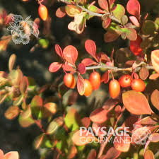 Attēlu rezultāti vaicājumam “Berberis thunbergii fruit”