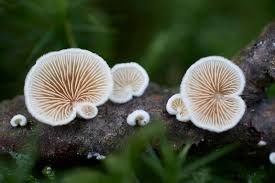 Attēlu rezultāti vaicājumam “Crepidotus versutus”