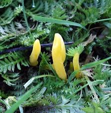 Attēlu rezultāti vaicājumam “Clavulinopsis helvola”