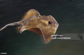 Image result for Dasyatis pastinaca