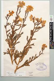 Image result for Chrysanthemum segetum