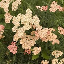 Attēlu rezultāti vaicājumam “Achillea salicifolia”
