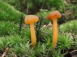 Attēlu rezultāti vaicājumam “Leotia lubrica”