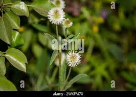 Attēlu rezultāti vaicājumam “Trifolium montanum leaf”