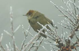 Attēlu rezultāti vaicājumam “Sylvia atricapilla”