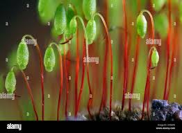 Attēlu rezultāti vaicājumam “Pohlia nutans”