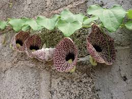 Attēlu rezultāti vaicājumam “Aristolochiaceae”