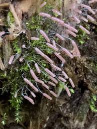 Attēlu rezultāti vaicājumam “Stemonitopsis typhina var. similis”