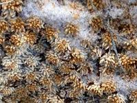 Attēlu rezultāti vaicājumam “Sphagnum austinii”